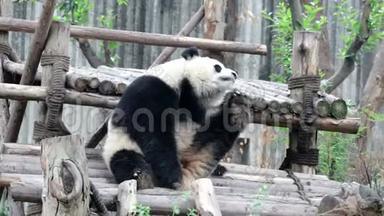 可爱的<strong>小熊</strong>猫<strong>小熊</strong>正在用他的腿划他的身体，中国